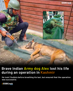 Brave Indian Army Dog Alex Took 3 Bullets During A Fierce Gun Battle To ...