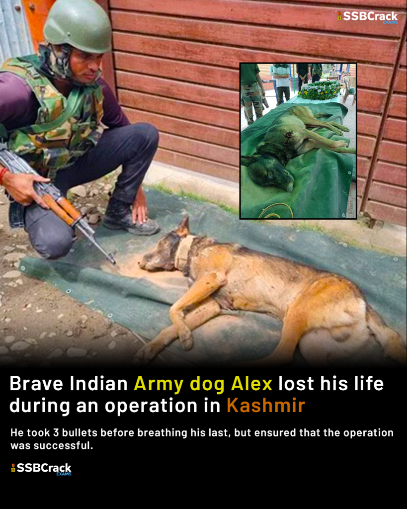 Indian Army Dog Alex 1