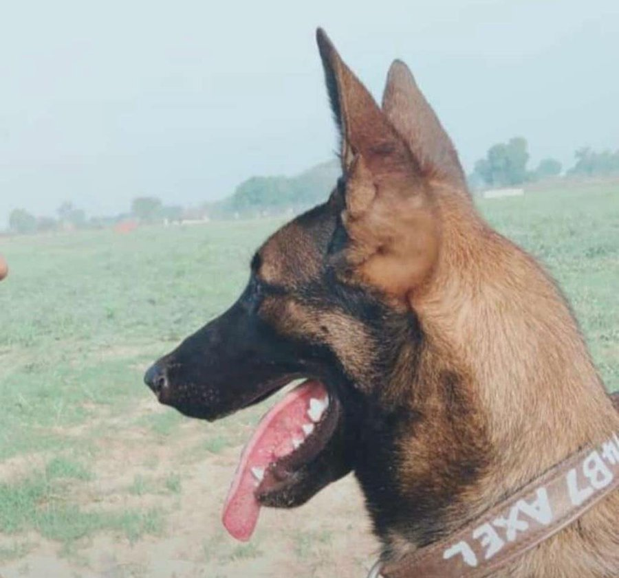 Indian Army Dog Alex 2
