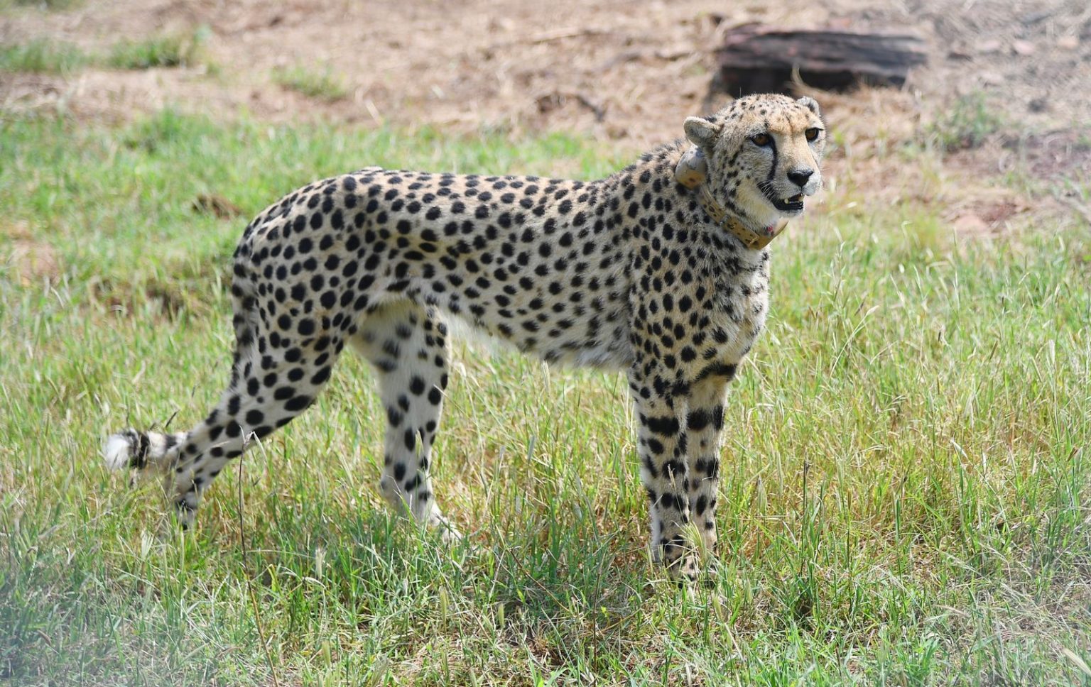 essay on project cheetah
