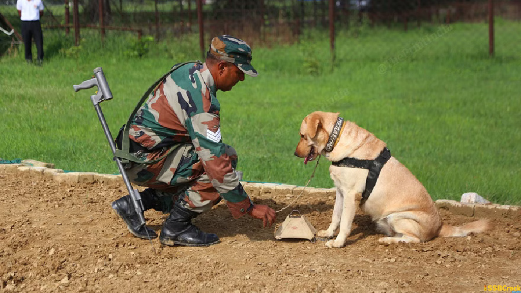 All you need to know about Indian Army Mine Detection Dogs