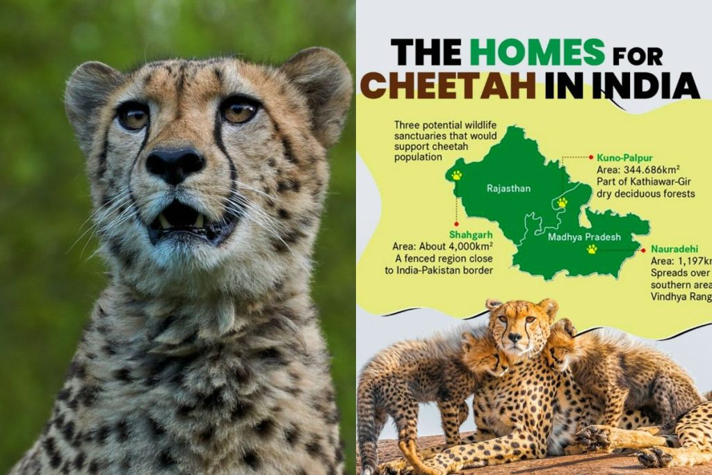 Death Of Six Cheetahs At Kuno National Park SSB Interview Topic 2023