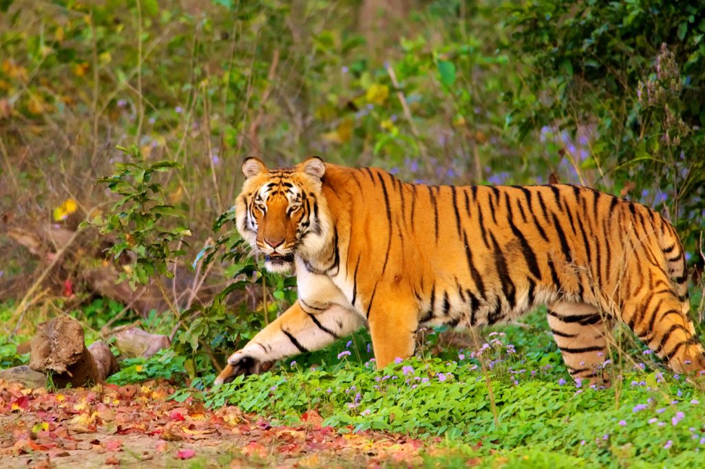 Famous National Parks in India A Great Place to watch Tigers 