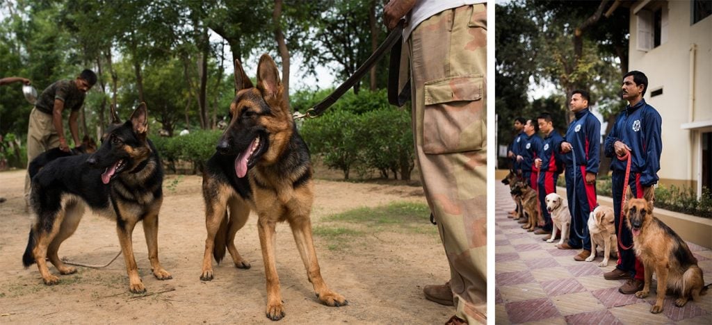 Why Dogs are Important for Indian Army Soldiers Canine Soldiers in the Indian Army