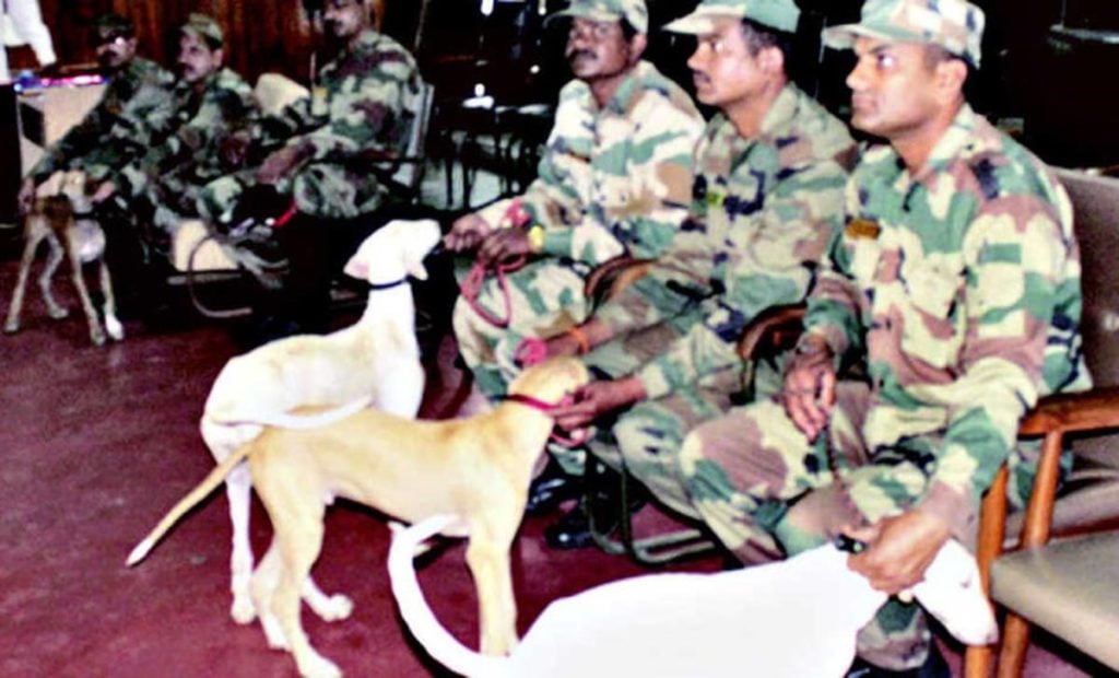 Why Dogs are Important for Indian Army Soldiers Mudhol Hound