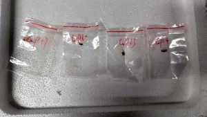 Chinese Nationals Charged with Smuggling Dangerous Fungus Into US, Raising Agroterrorism Concerns
