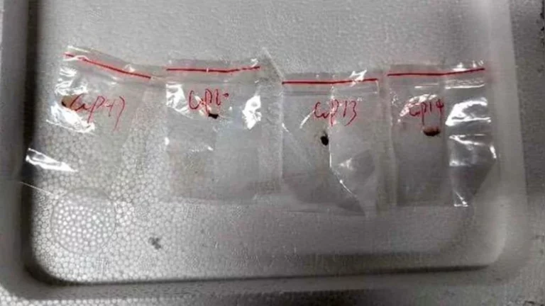 Chinese Nationals Charged with Smuggling Dangerous Fungus Into US, Raising Agroterrorism Concerns