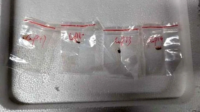 Chinese Nationals Charged with Smuggling Dangerous Fungus Into US, Raising Agroterrorism Concerns