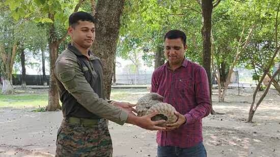 Indian Army Rescues Critically Endangered Pangolin Along Indo-Pak Border