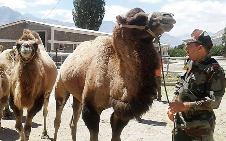 Indian Army Inducts Bactrian Camels for High-Altitude Patrols in Ladakh