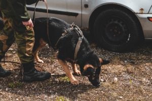 Norwegian Armed Forces Contracts Non-stop Dogwear for K-9 Gear Supply