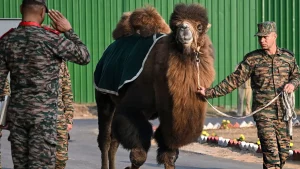 What Is a Bactrian Camel and Why Does the Indian Army Use It?