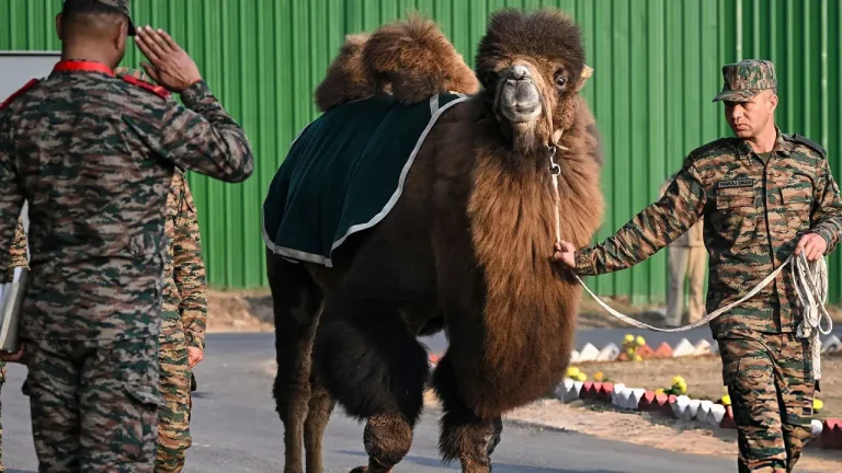 What Is a Bactrian Camel and Why Does the Indian Army Use It?