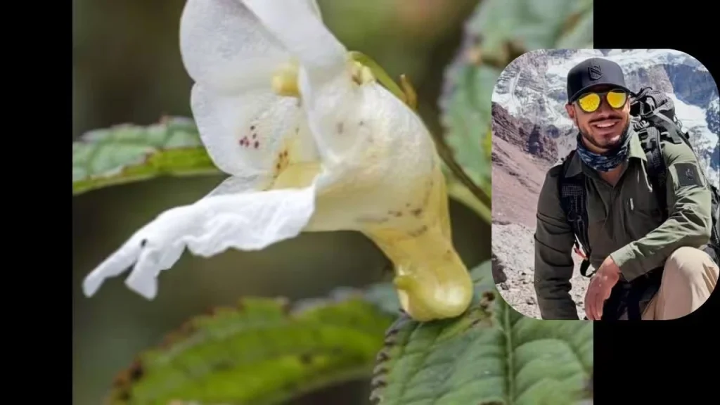 Himalayan Plant Named After Nirmal Purja