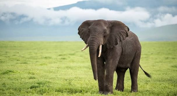 elephant